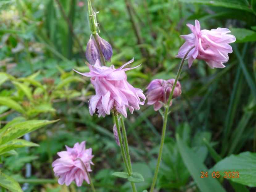  - Aquilegia 2023