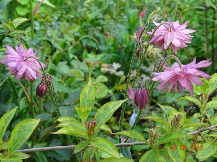  - Aquilegia 2023