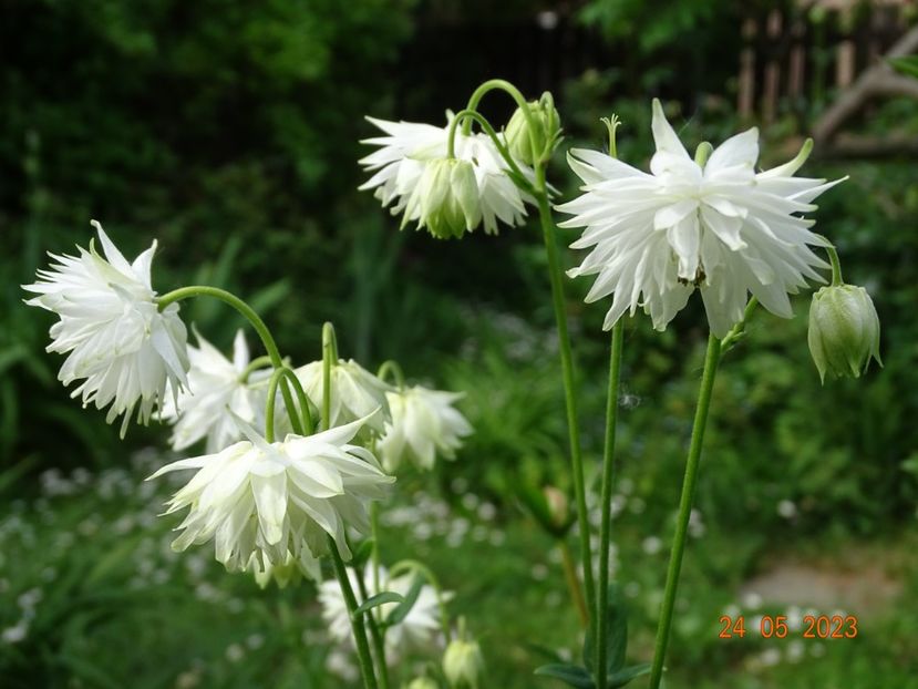  - Aquilegia 2023
