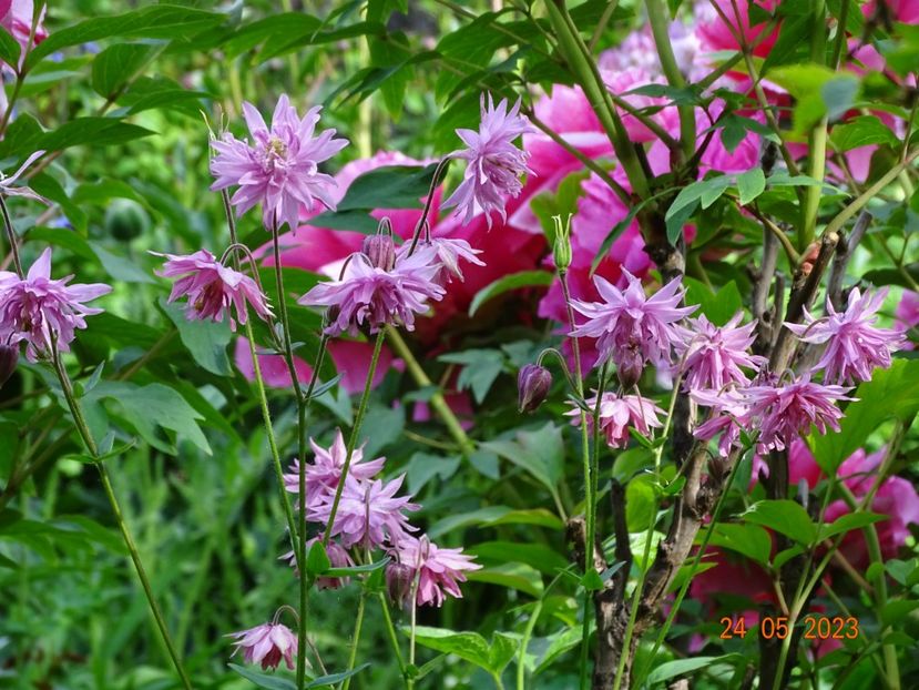 - Aquilegia 2023