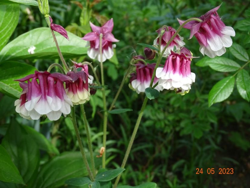  - Aquilegia 2023