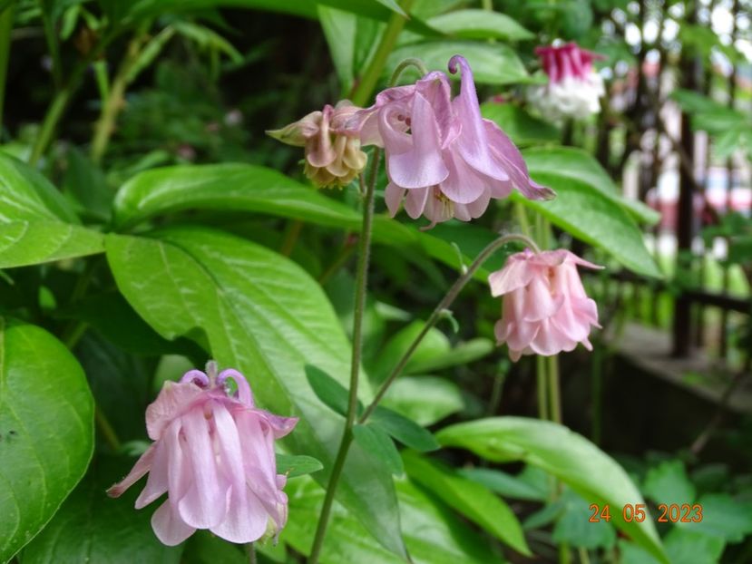  - Aquilegia 2023