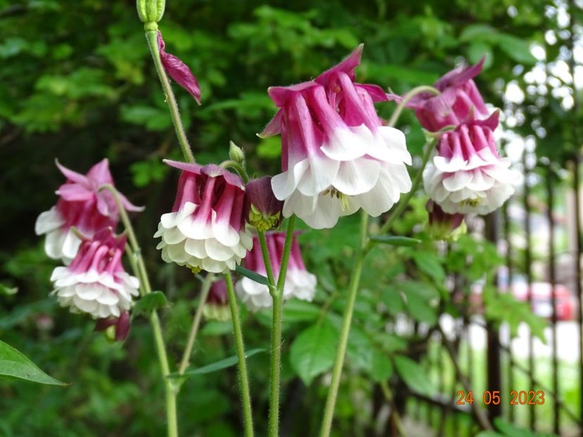  - Aquilegia 2023