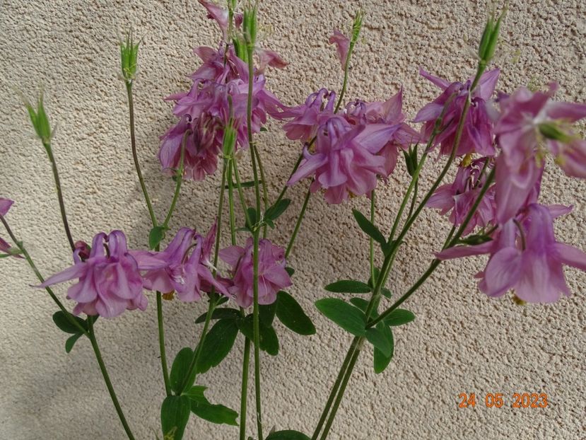  - Aquilegia 2023