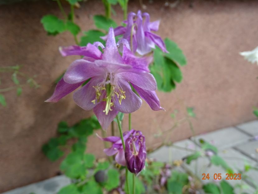  - Aquilegia 2023