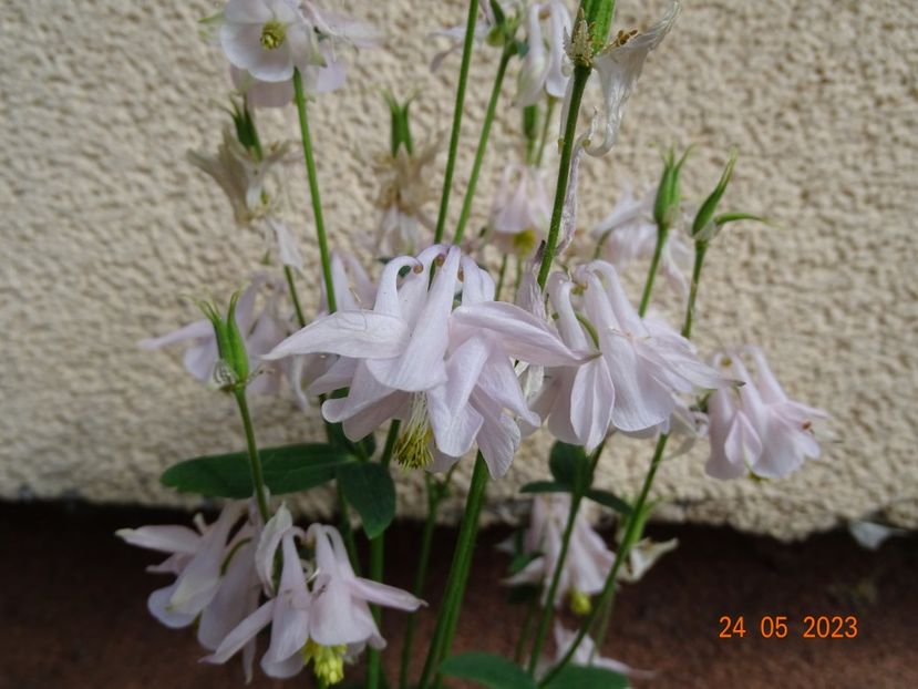  - Aquilegia 2023