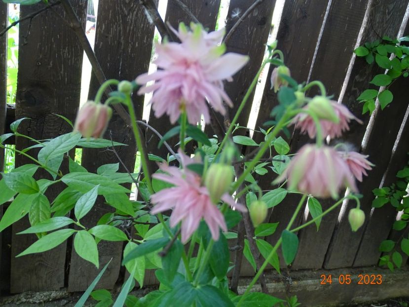  - Aquilegia 2023