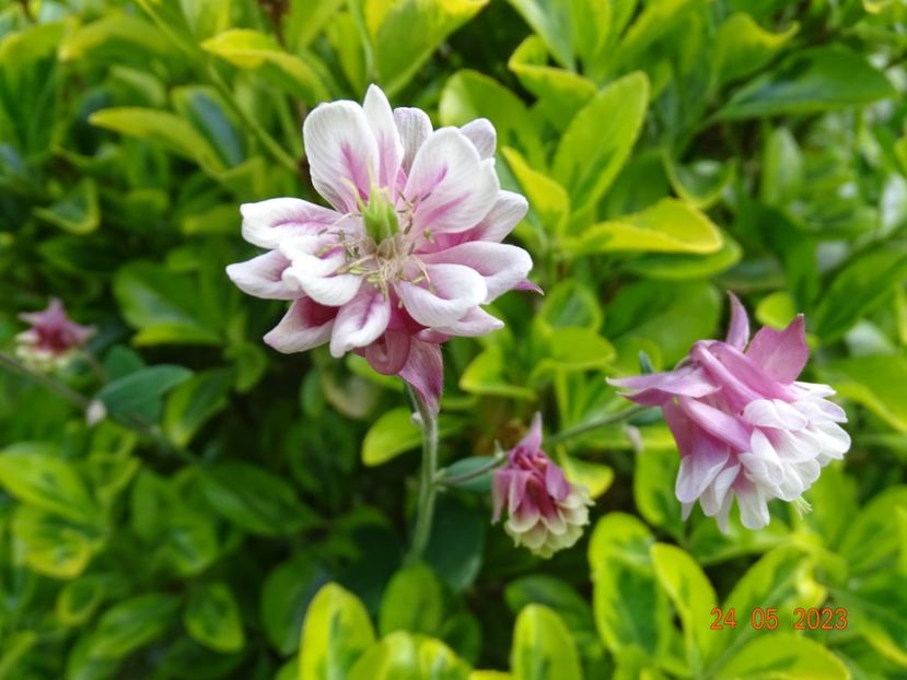  - Aquilegia 2023