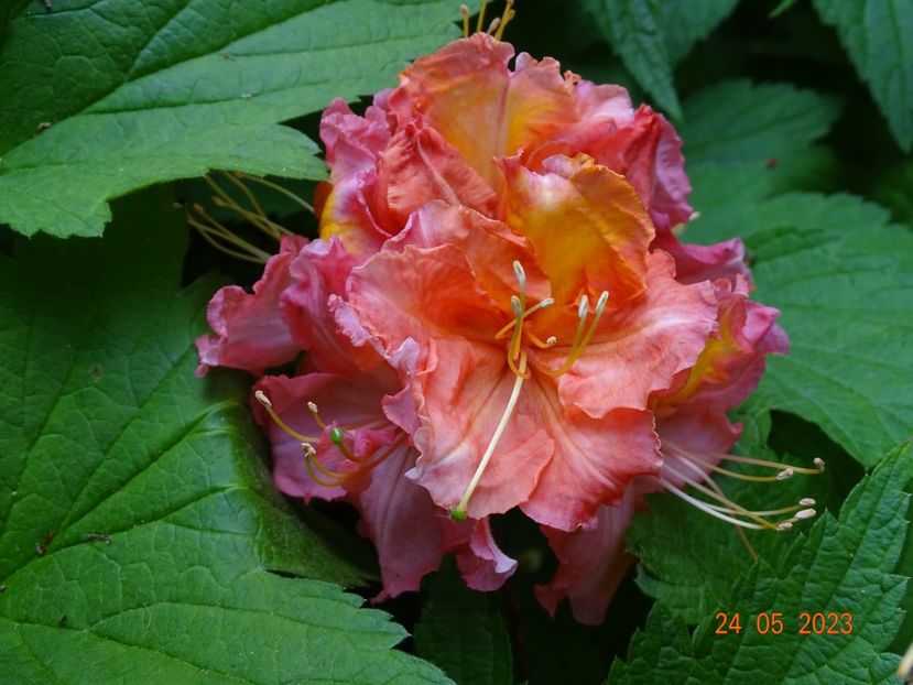  - Copacei si arbusti 2023