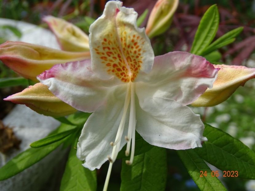 azalea mollis NN - Copacei si arbusti 2023