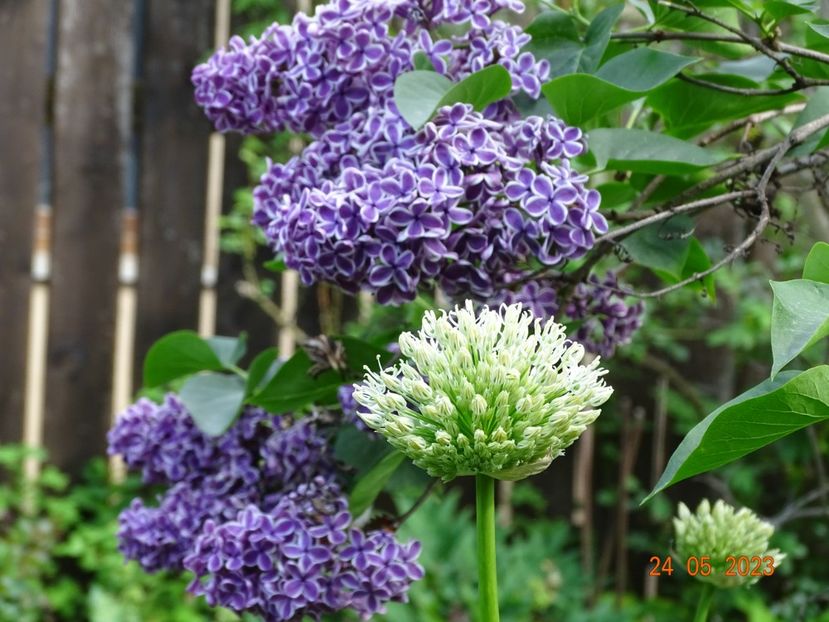  - Copacei si arbusti 2023