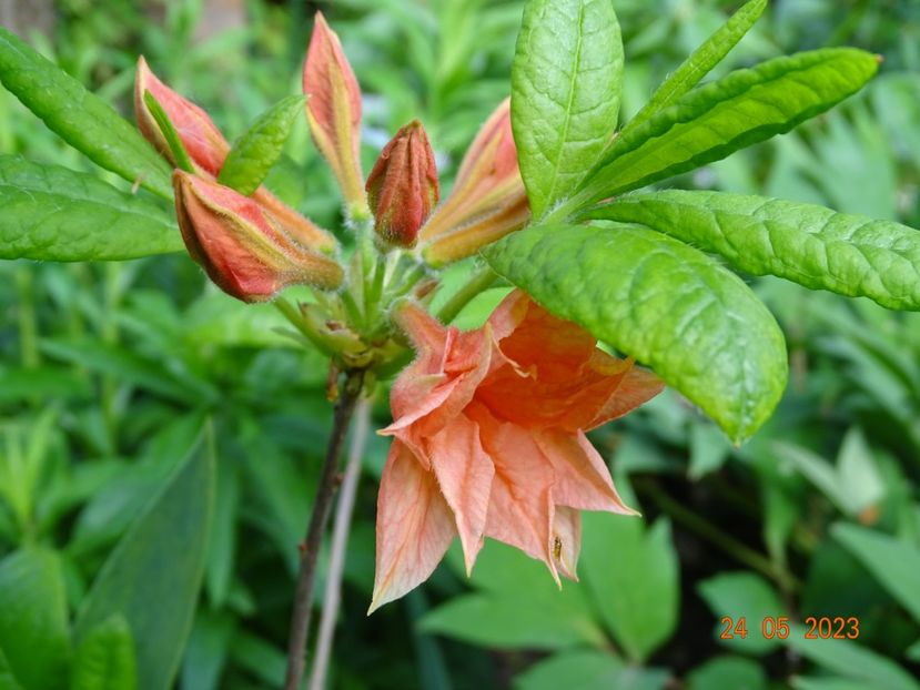 azalea mollis Il Tasso - Copacei si arbusti 2023