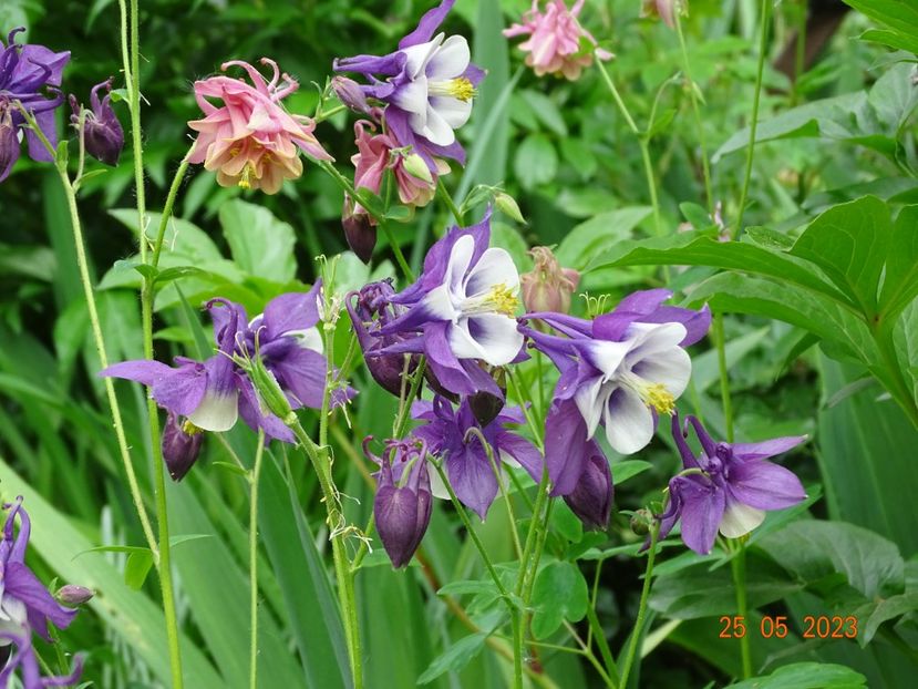  - Aquilegia 2023