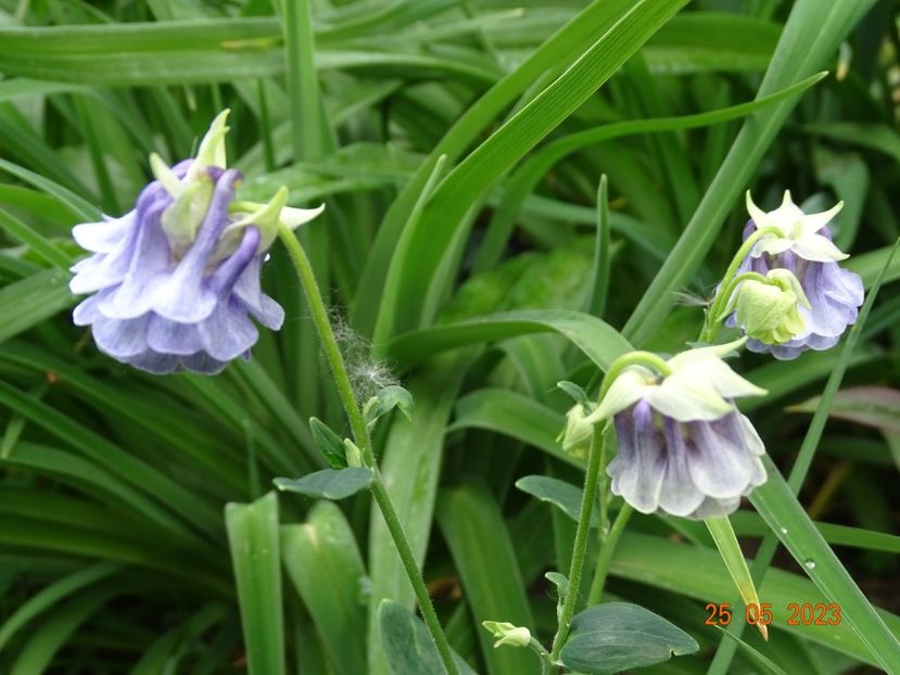  - Aquilegia 2023