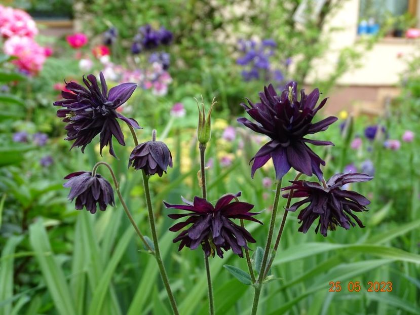  - Aquilegia 2023