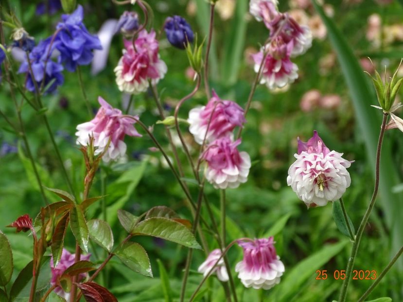  - Aquilegia 2023