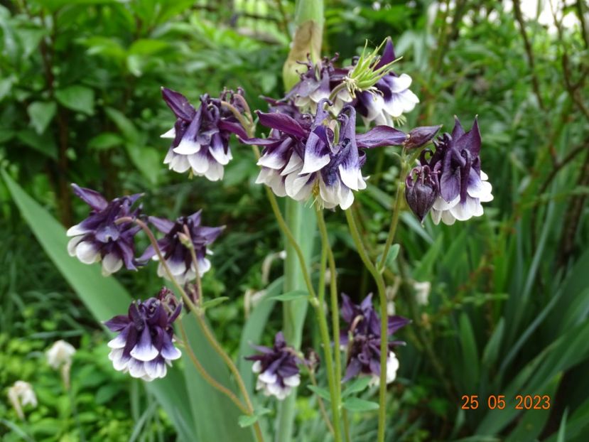  - Aquilegia 2023