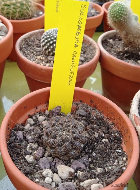  - Sulcorebutia caniguellarii PHA258