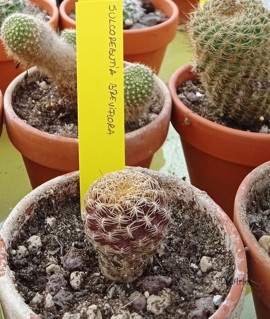  - Sulcorebutia breviflora