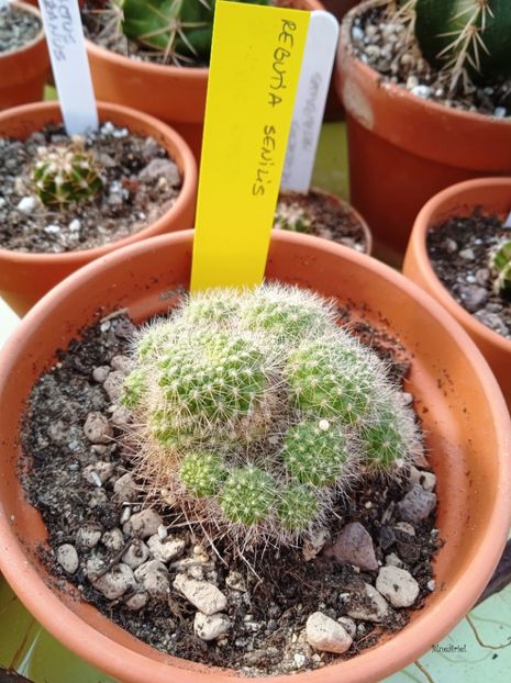  - Rebutia senilis