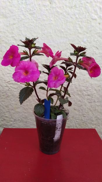  - 2024-BriD s Pink Lily