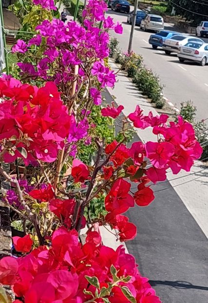  - Bougainvillea