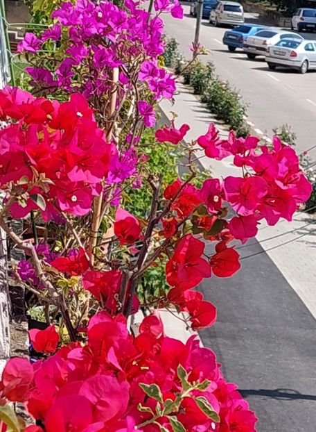  - Bougainvillea