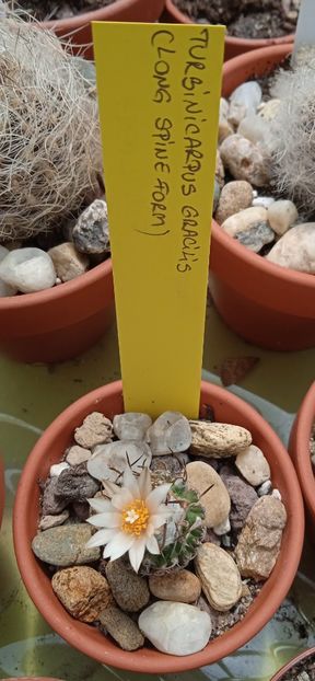  - Turbinicarpus gracilis long spine form