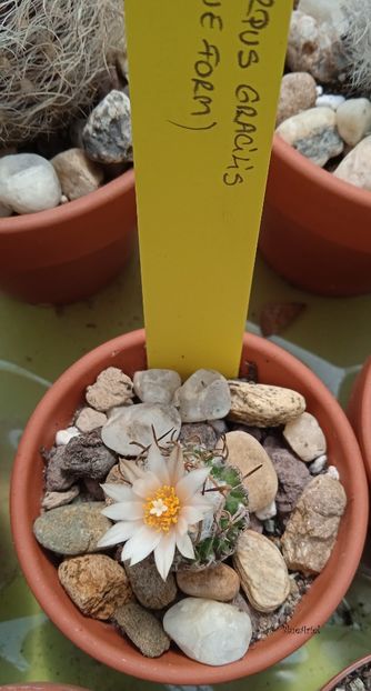  - Turbinicarpus gracilis long spine form