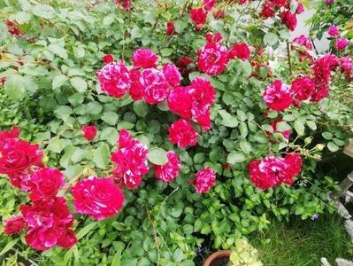 Deep Impresion - 000 Trandafiri 2024