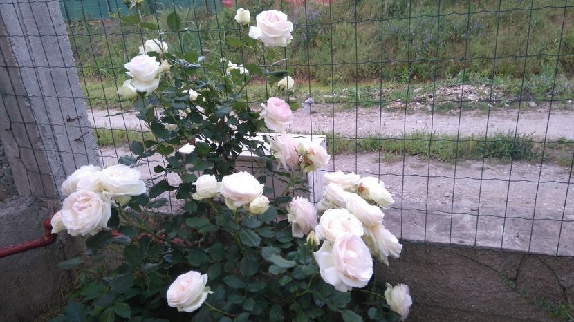 Phalais royale - 000 Vanzare trandafiri 2024