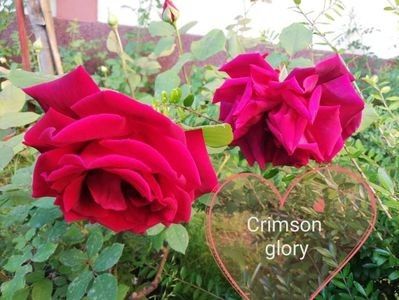 Crimson Glory - 000 Trandafiri 2024