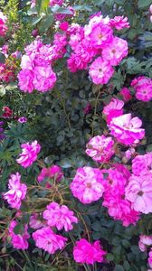 Mirato - 000 Trandafiri 2024