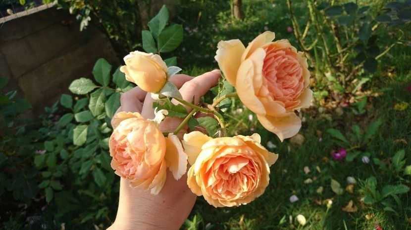 Crown Princess Margareta - 000 Trandafiri 2024