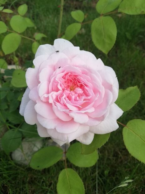 Eglantine - 000 Trandafiri 2024