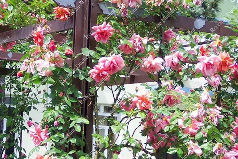 climbing-rose-madame-edouard-herriot - MADAME EDOUARD HERRIOT