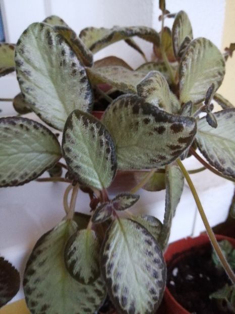  - EPISCIA