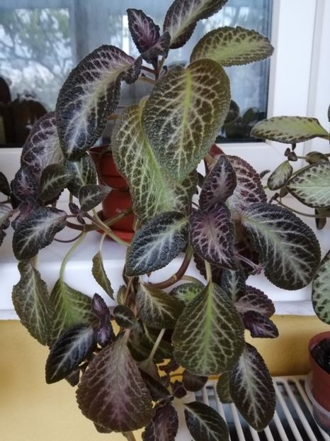  - EPISCIA