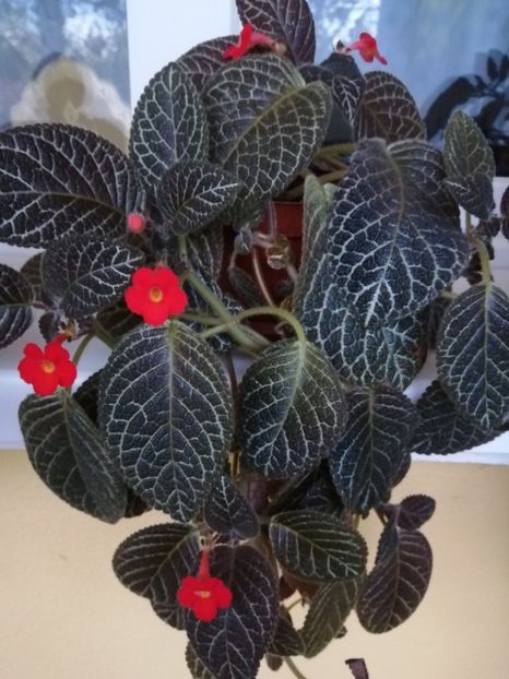  - EPISCIA