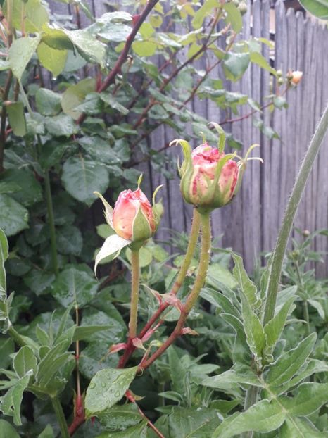 Abraham Darby boboc - Trandafiri