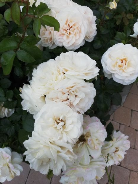  - Uetersener klosterrose- urcator