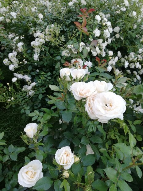  - Uetersener klosterrose- urcator