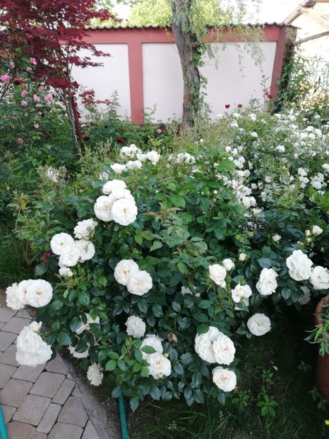  - Uetersener klosterrose- urcator