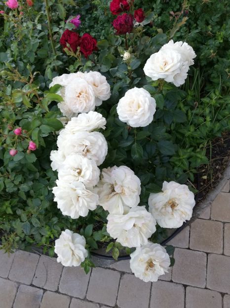  - Uetersener klosterrose- urcator