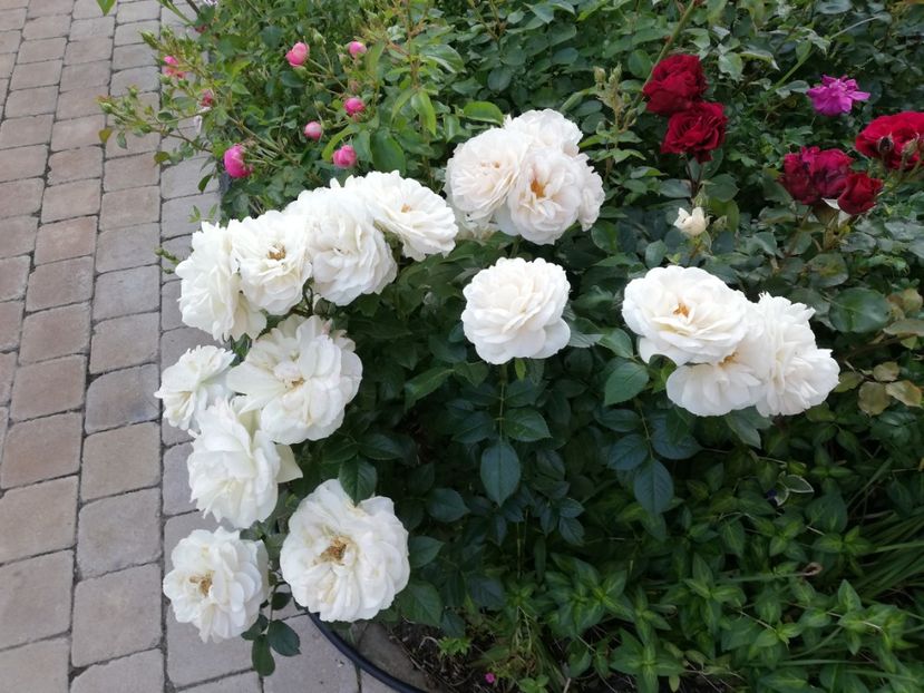  - Uetersener klosterrose- urcator