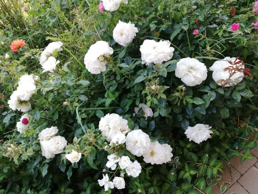  - Uetersener klosterrose- urcator