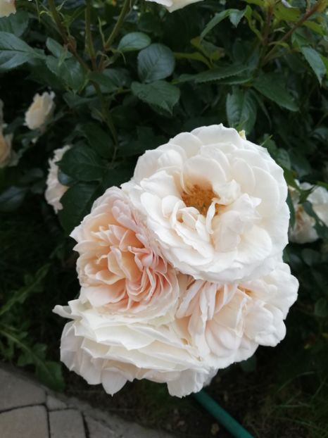  - Uetersener klosterrose- urcator