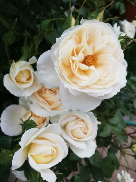  - Uetersener klosterrose- urcator