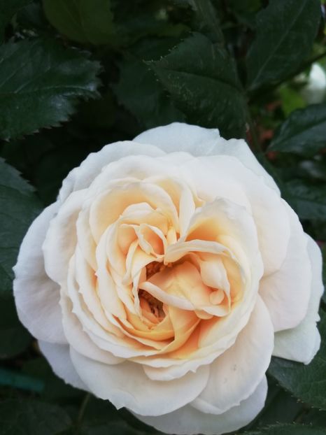  - Uetersener klosterrose- urcator