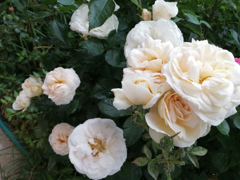  - Uetersener klosterrose- urcator